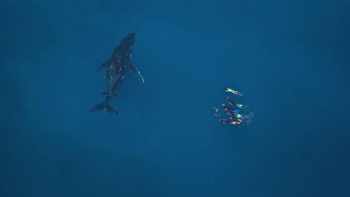 A once-in-a-lifetime opportunity … interacting with whales in the temperate Ningaloo waters. Image: Jacob Hill.