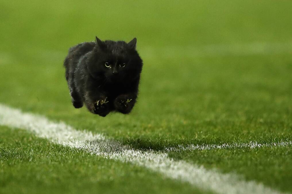 Residents may want to avoid black cats on Friday the 13th. This feline was spotted during a  NRL match between the Penrith Panthers and the Cronulla Sharks in 2016. Picture: Cameron Spencer
