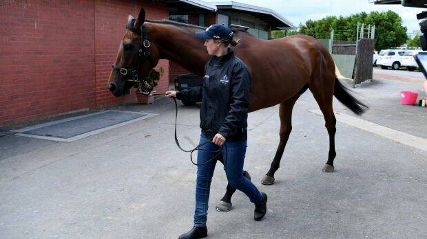 Cleared for race: Bonneval at her Flemington stable on Thursday. Photo: AAP