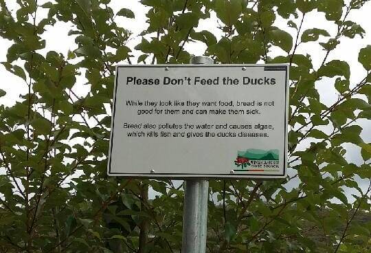 Don't feed the ducks sign at Lake Alexandra. 