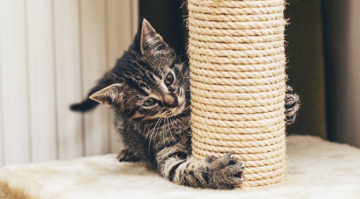 Nip it in the bud: The right scratching post could save your furniture from destruction. Choose a woven material for the best results.