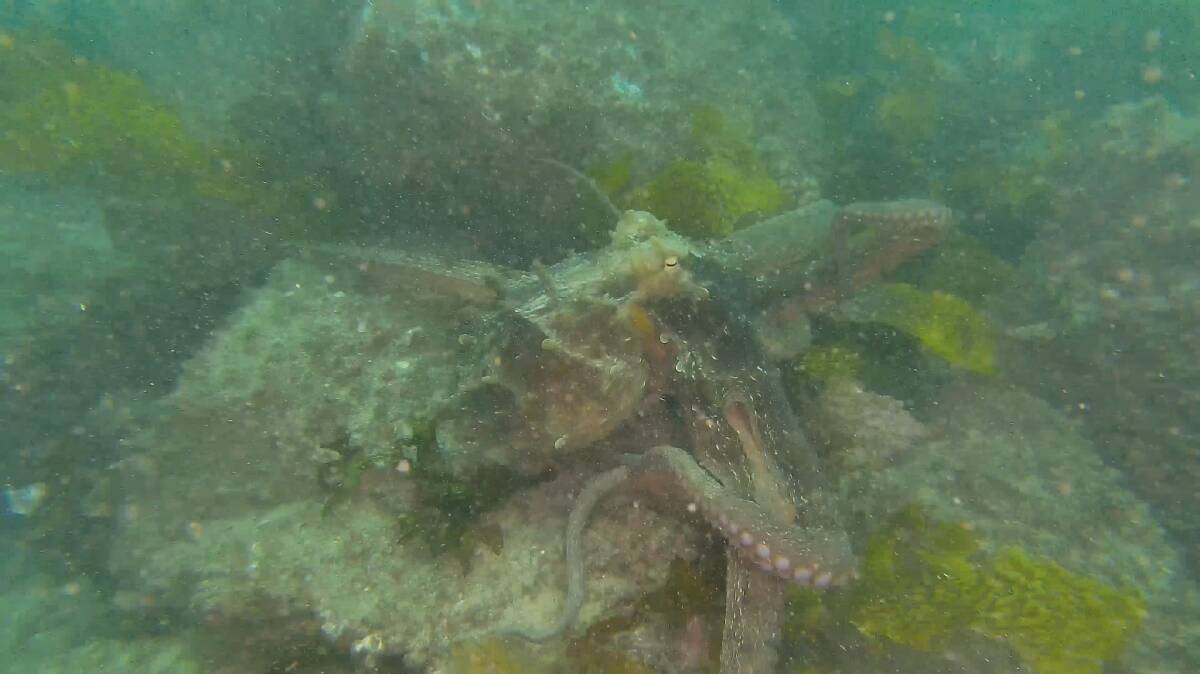 Large Octopus and Golden Kelp flourishing on recently restored Kurnell reef in Botany Bay. Picture by The Nature Conservancy.