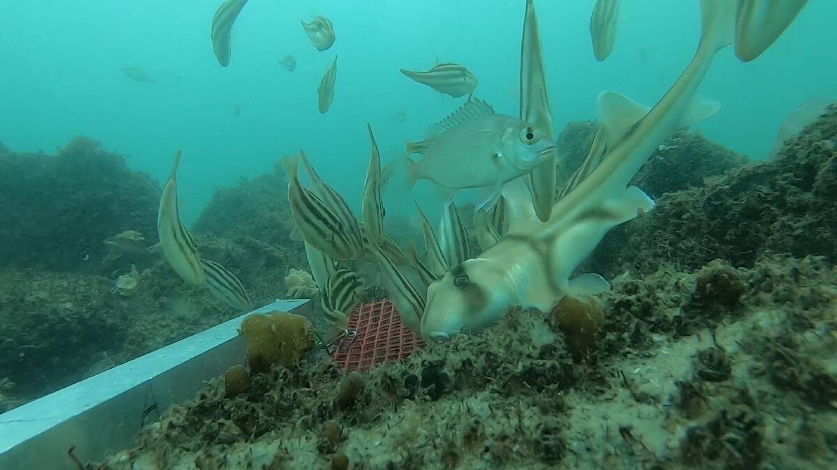 A Port Jackson Shark and other fish on the new reef in Botany Bay, taken from monitoring video by NSW DPI Fisheries
