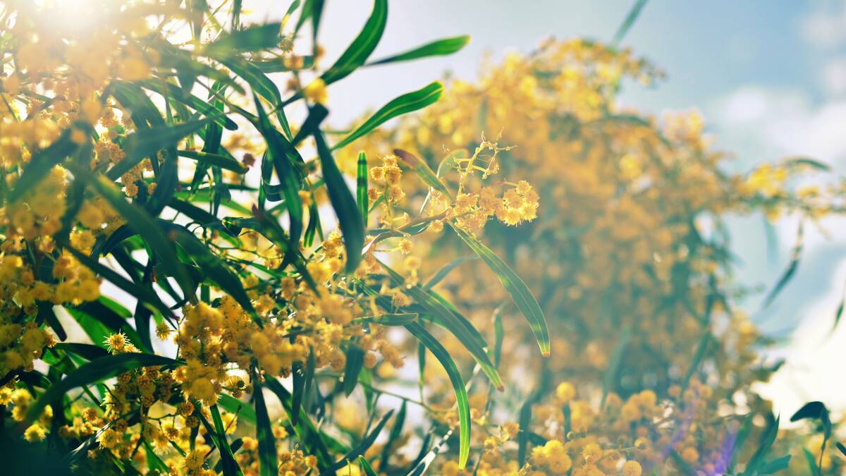 Should we change Australia Day to National Wattle Day?