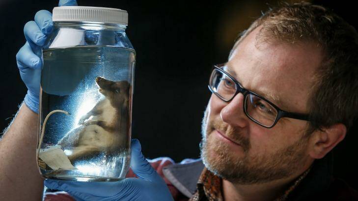 Dr Kevin Rowe of the Museum Victoria, with a specimen of the newly discovered mammal species, the hog-nosed rat, found in Indonesia. Photo: Eddie Jim