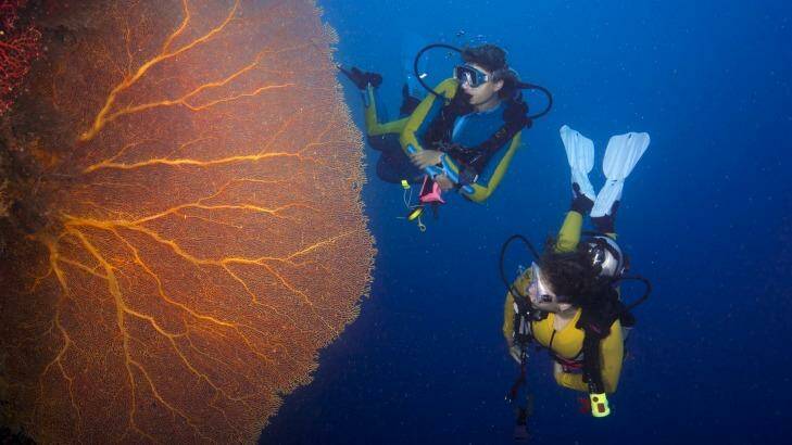 Scuba divers with a giant fan coral off the island of Palau in the Pacific Ocean.
