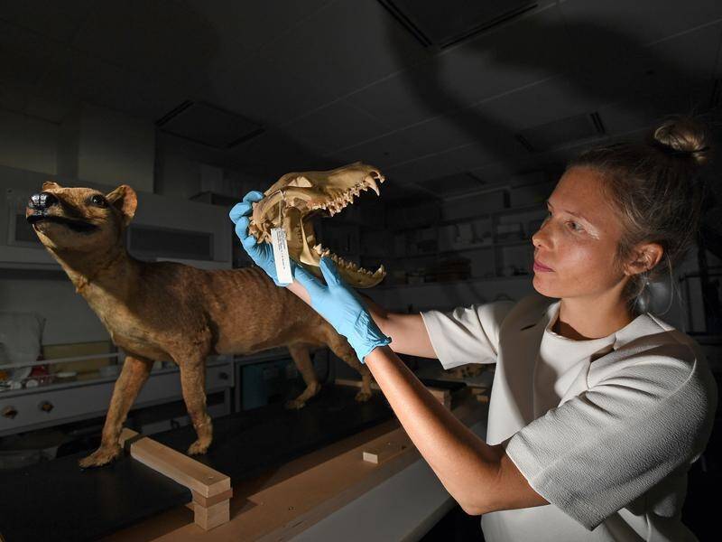 Scientists have filled a knowledge gap on the bizarre dog-like development of the Tasmanian tiger.