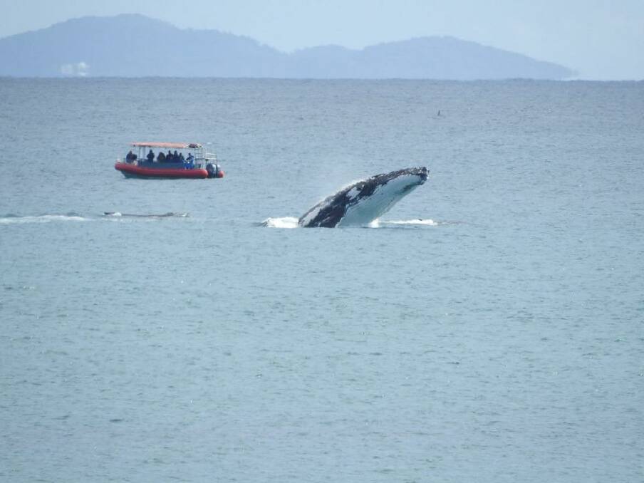 Whales seen off the shores of Byron Bay, 27 September 2015. Photo Geoff Bensley Photo: Supplied