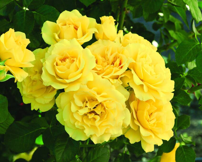 Multi award-winning rose The Golden Child.