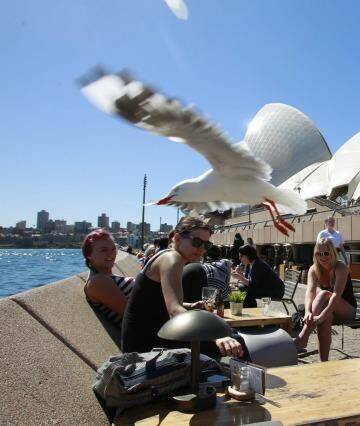 Out of control: Seagulls divebomb patrons at the Sydney Opera House.  Photo: Louise Kennerley
