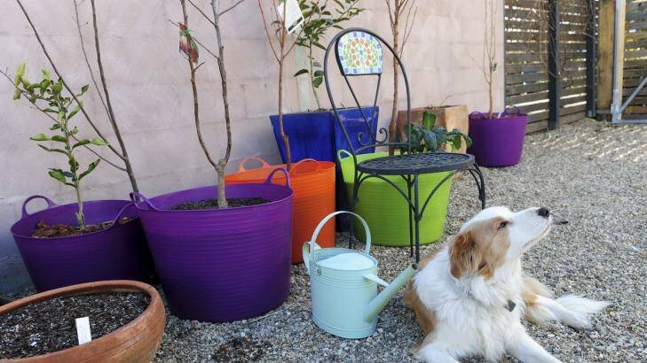 Riley keeps an eye on potted fruit trees at Edwina Robinson's garden in O'Connor. Photo: Graham Tidy