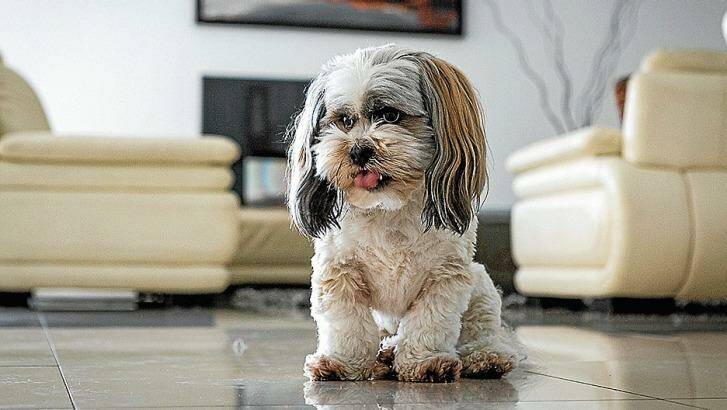 Meet Max: A five-year-old Lhasa Apso, Max joined the family a few months after they moved into their new home. “I never thought you could love an animal the way I love Max,” Paladino says. Photo: Chris Hopkins