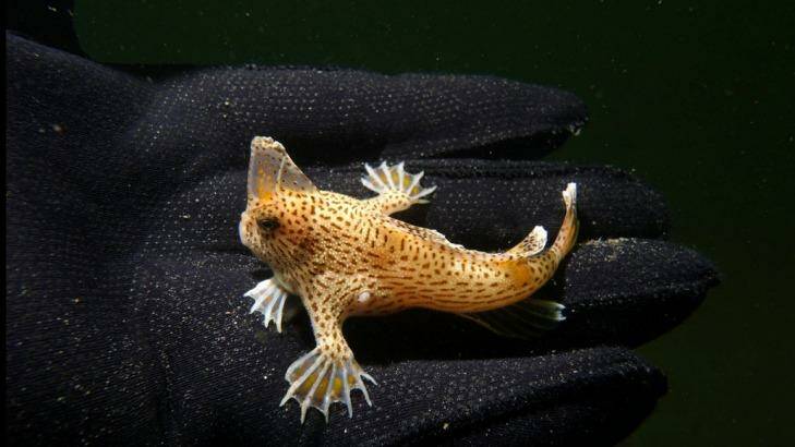 Handfish in hand. Sitting on a diver's glove is one of the world's most endangered fish. Photo: Tim Lynch, CSIRO