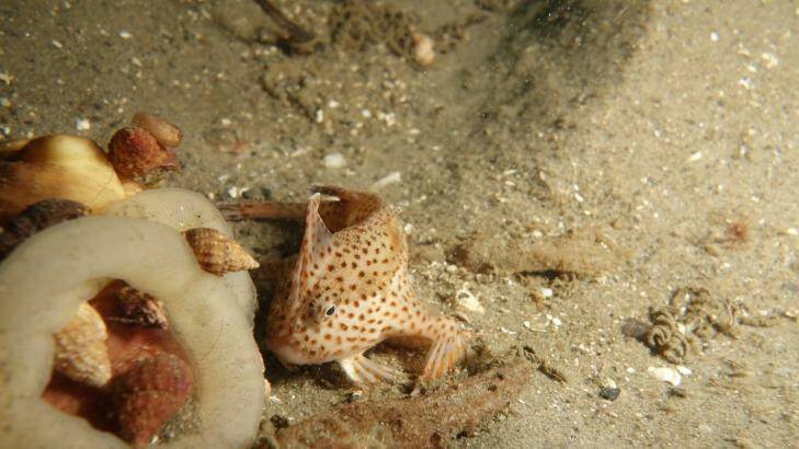 On guard. Handfish stay nearby when they lay their eggs. Photo: Tim Lynch, CSIRO