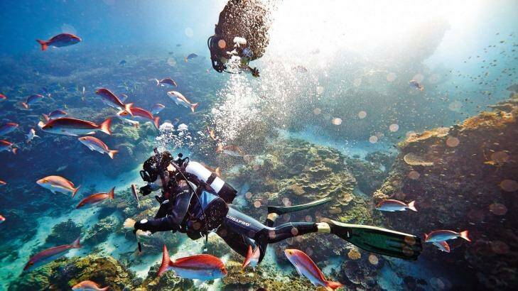 The waters around Heron Island teem with fish. Photo: Tourism and Events Queensland