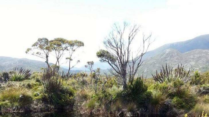 The remote area in south-west Tasmania where the devil droppings were found. Photo: Carolyn Hogg
