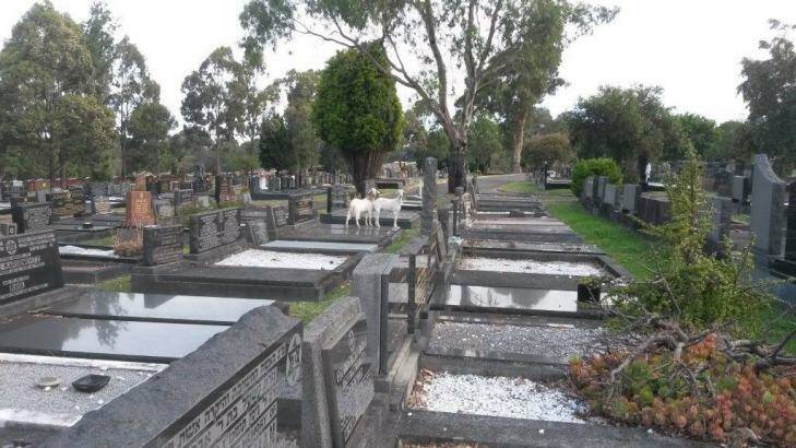 Sydney's Rookwood Cemetery is facing internal conflict and turmoil. Photo: n/a