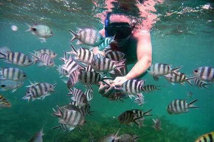 Friendly fish: Snorkelling in  Mauritius.

