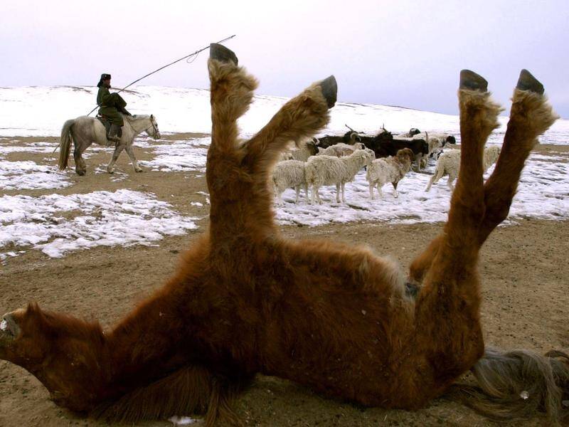 Increasingly harsh winters have accounted for hundreds of livestock in Mongolia (File).