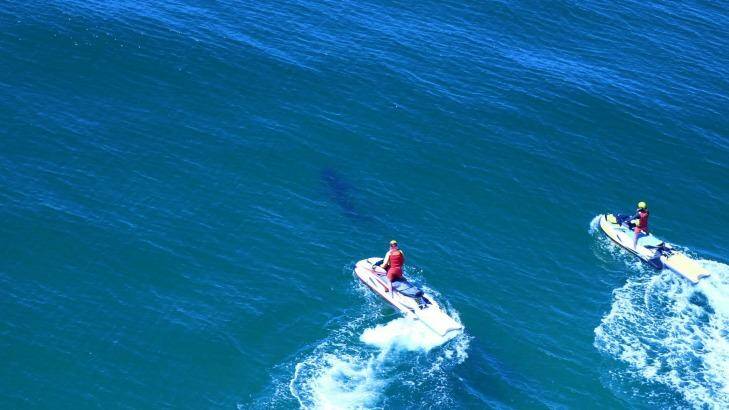 A shark was spotted at Lighthouse Beach, after surfer Cooper Allen was bitten on Monday morning.  Photo: Twitter/SharkSmart