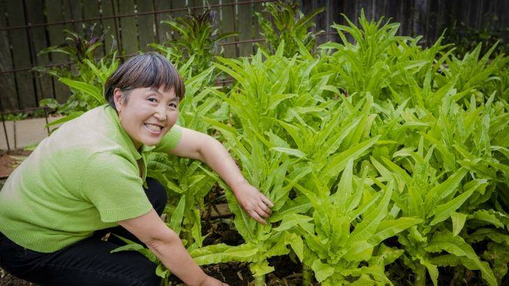 Sharing: Ling Chen harvesting asparagus lettuce in her kitchen garden. Photo: Jamila Toderas