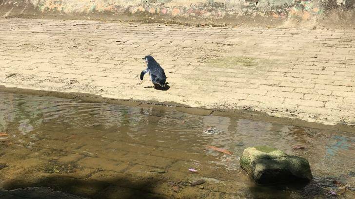 The penguin walked from Summer Hill to Haberfield where he was rescued by the RSPCA. Photo: Josh Pirini
