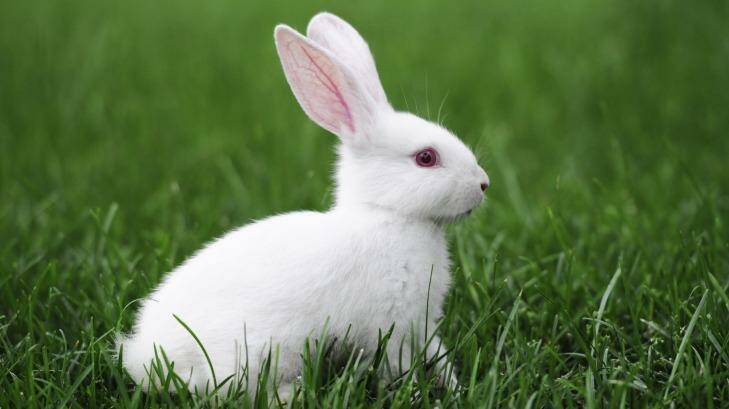 The proposed bunny cafe could open in Fitzroy.  Photo: iStockphoto