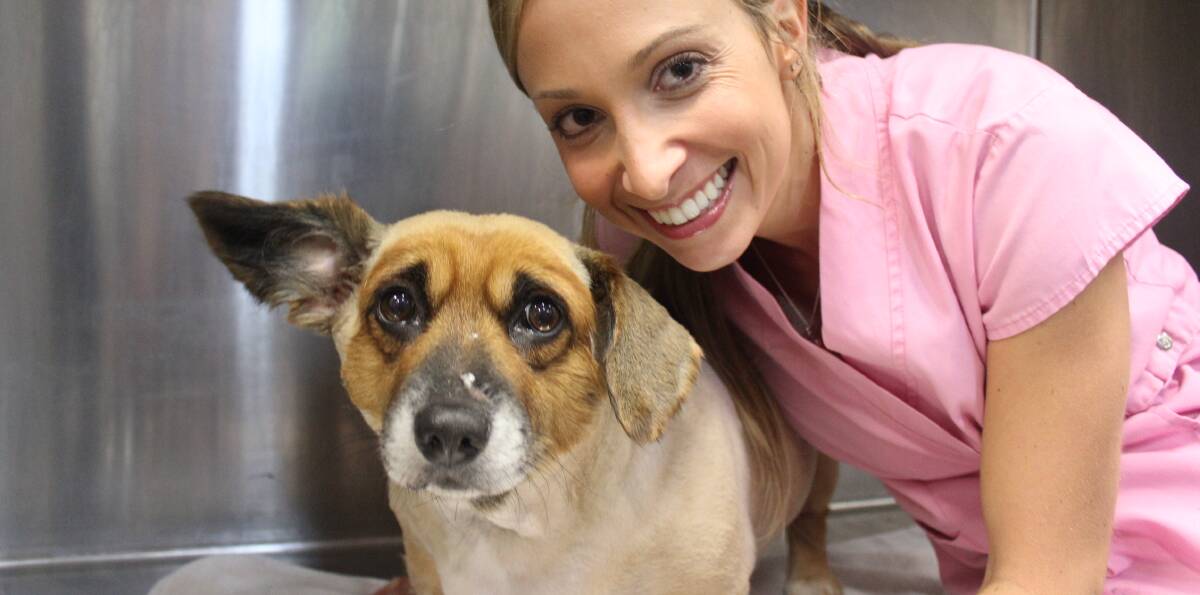 Dr Lisa Chimes from Bondi Vet, will be helping local families who want to adopt a shelter dog find their perfect match.