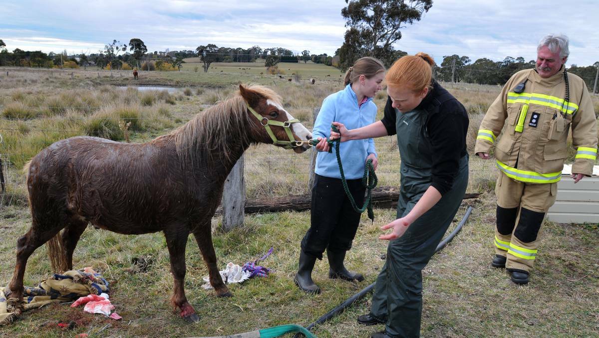 Fuzz, a two-year-old Welsh mountain pony was lifted to safety from a well on a property near Orange. Photo: Steve Gosch