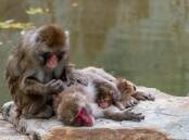 MONKEY BUSINESS: The Japanese macaques are a pride and joy of the Launceston community. Picture: Paul Scambler