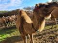 HUMP DAY: One of the 300 camels based in Rochester - Lot 80A, Lou - being sold via AuctionsPlus.