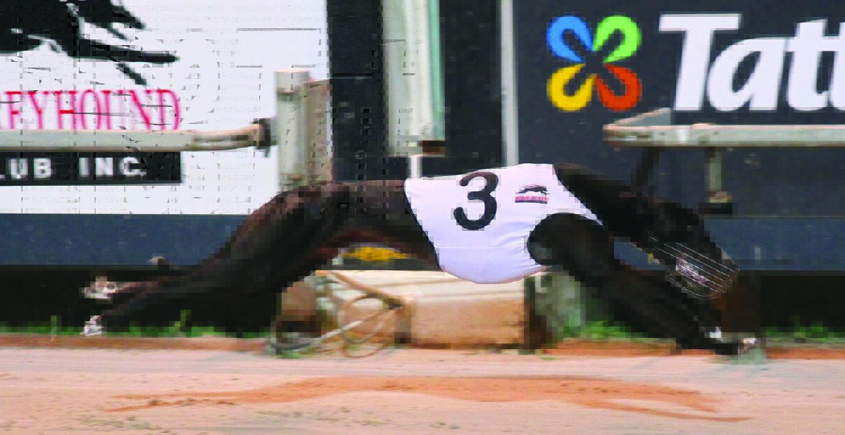 Four paws: The flying Keybow in action at Albion Park. Picture Brisbane Greyhounds.