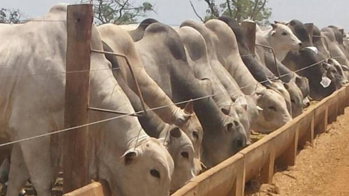 Brazilian cattle on feed.