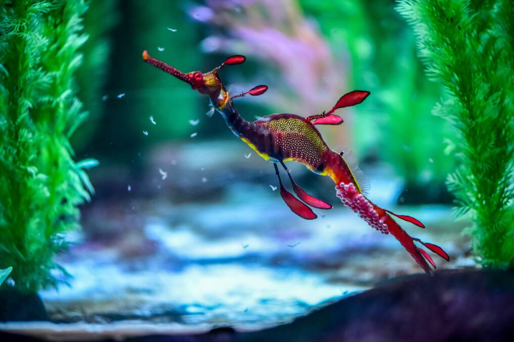 The rare transfer of eggs between female and male weedy sea dragons at Seahorse World last year helped to give visitor numbers a bump. Picture: Neil Richardson