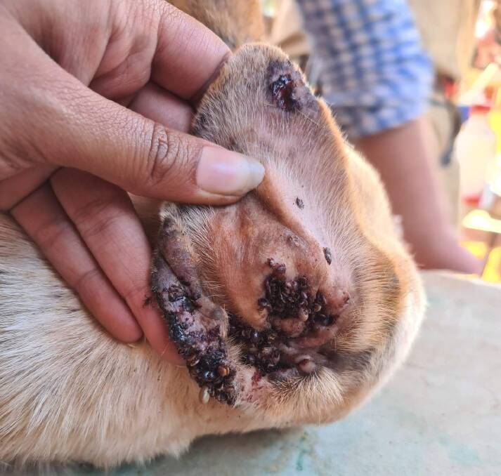 TICK HORROR: Thousands of dogs are dying and veterinarians in the Northern Territory are 'snowed under' from the disease outbreak. Pictures: Campbell Costello (Insta - @outback vets).