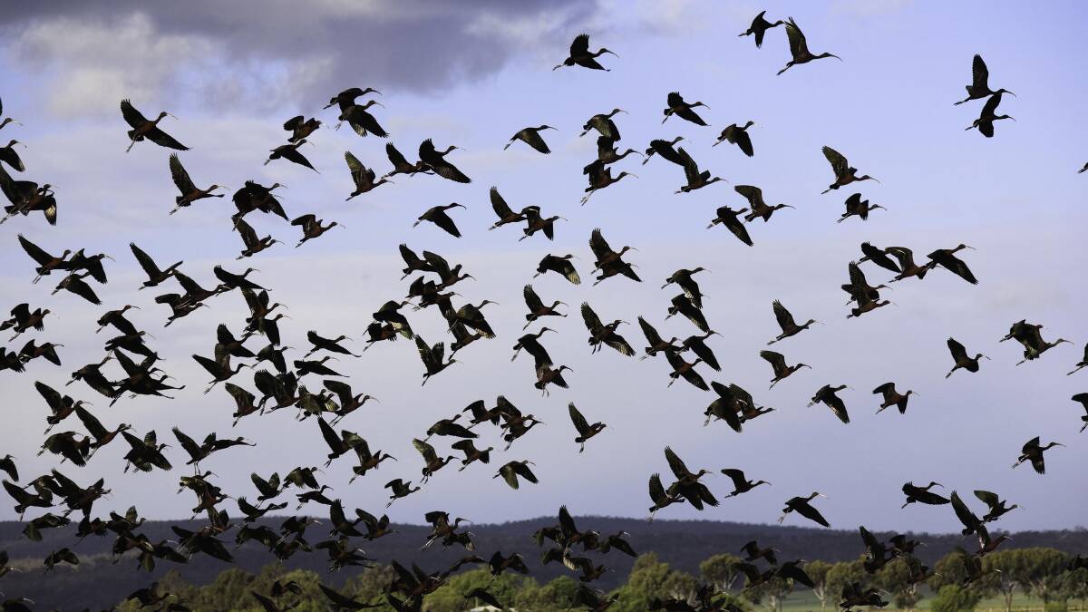 Birds take off at the Fivebough Wetlands, near Leeton. Image: Paul Foley.