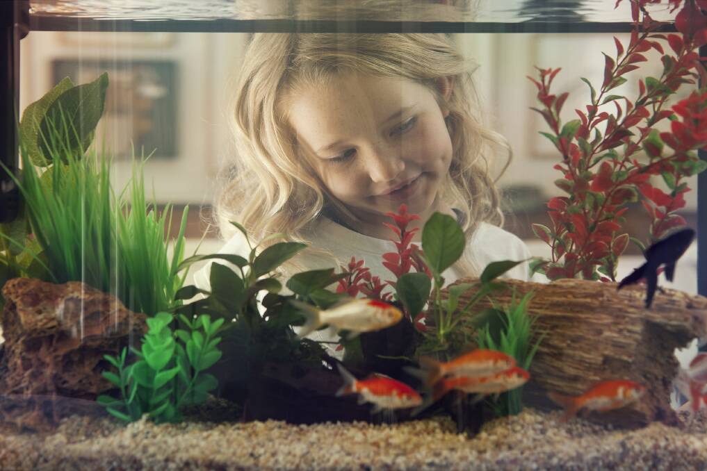 AT HOME AQUARIUM: Veterinarian Dr Aivee Huynh suggests a biofilter, a living life support system full of good bacteria to keep your fish tank healthy. Photo: Petbarn