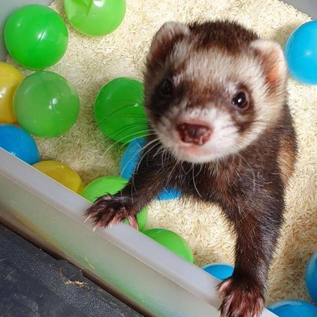 BALL PIT: Ferrets are inquisitive and playful creatures. 