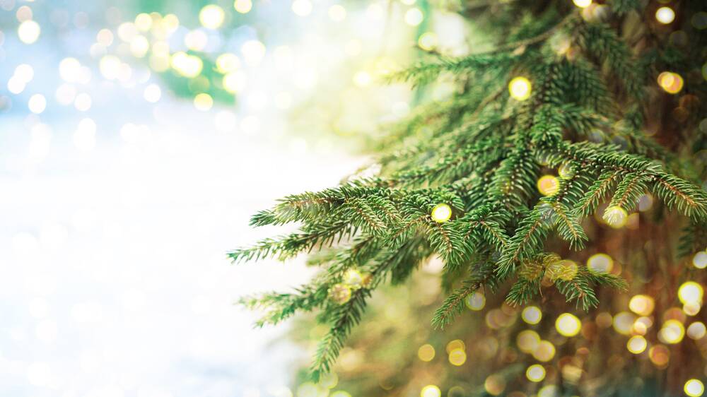 The life cycle doesn't stop at Christmas. Photo: Shutterstock