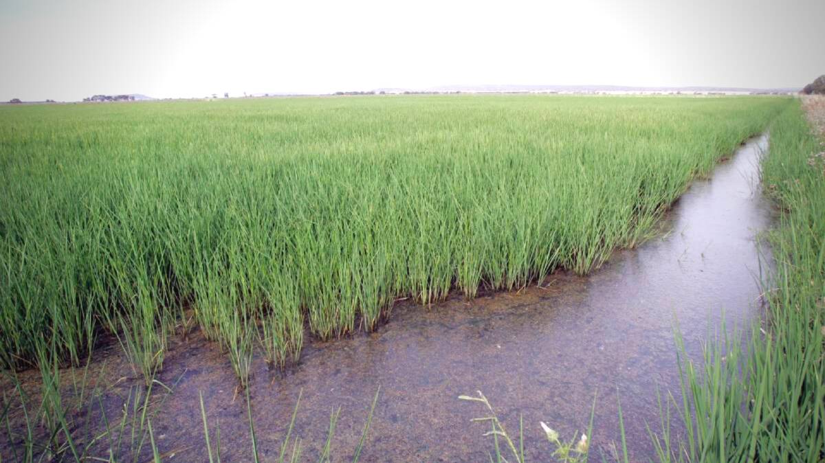 A rice crop growing in Leeton.
