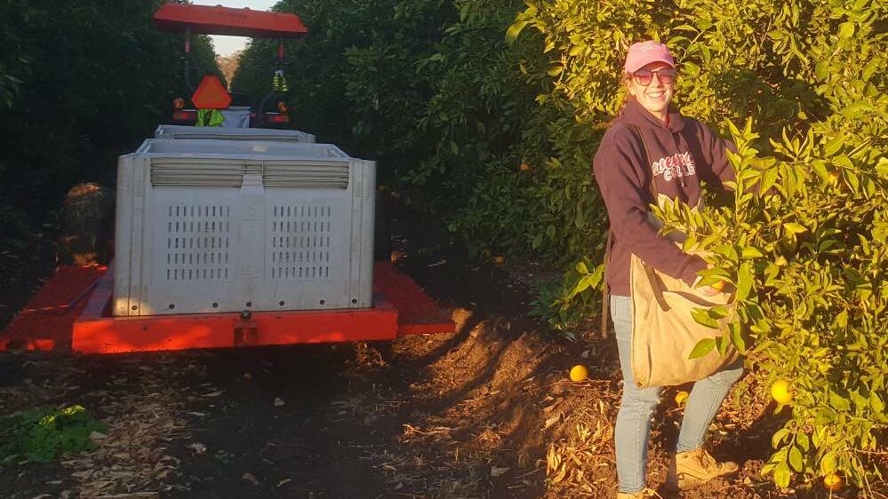 Moree Champion journalist Sophie Harris swapped her notepad for an orange picking bag and wrote candidly about her aching muscles, and her joy at finally being able to fill two and half crates per day.