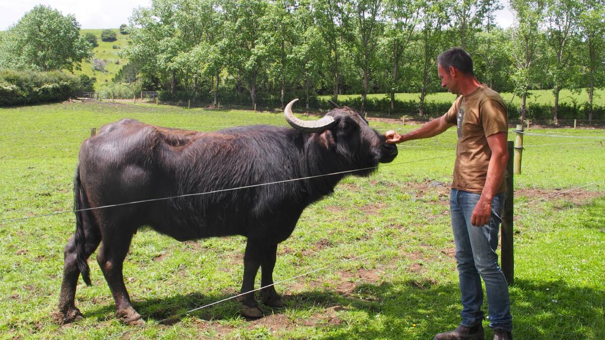 NO BULL: “Buffalo Phil” attends to his herd of buffaloes on his farm at Matakana.