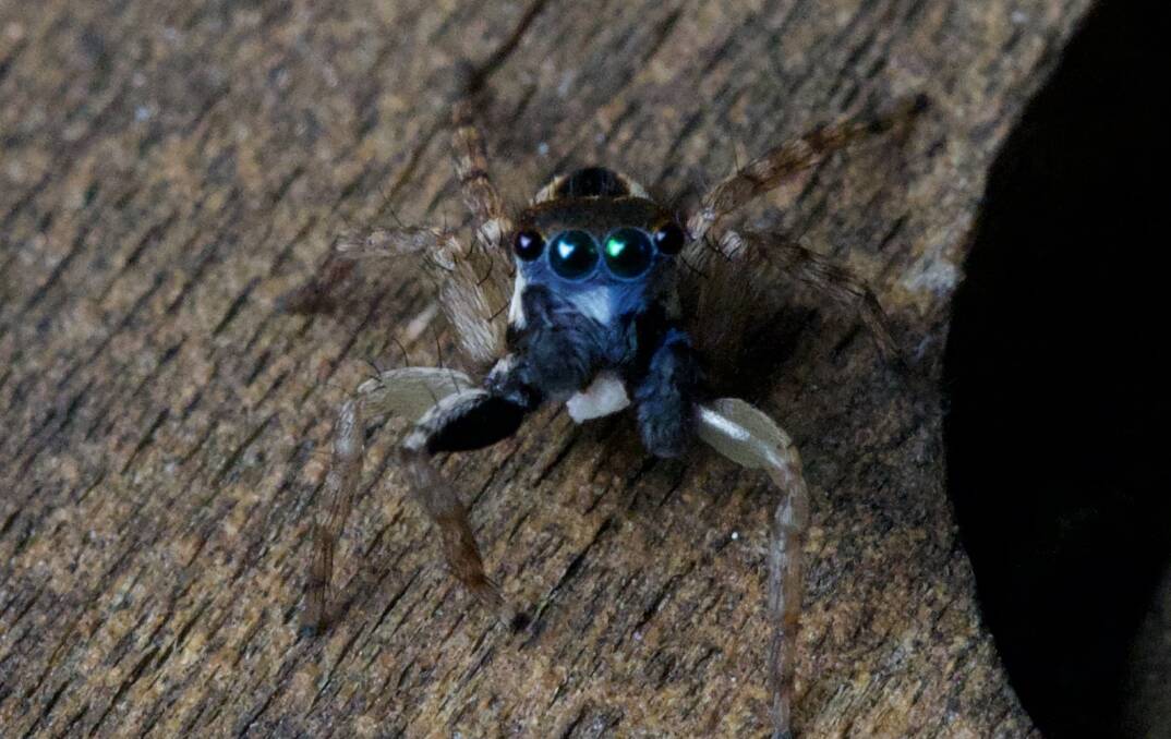 HERE'S LOOKING AT YOU: This blue-faced jumping spider will be included in a review of the genus.