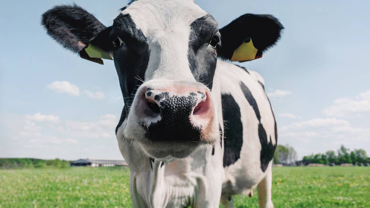 Can plastic-eating cows help us reduce waste?