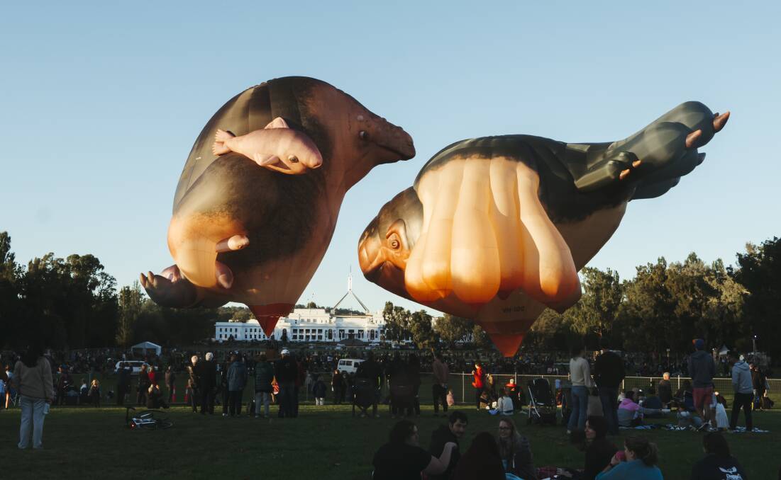 Skywhalepapa and Skywhale stayed grounded during a windy start to Sunday in the capital. Picture: Dion Georgopoulos