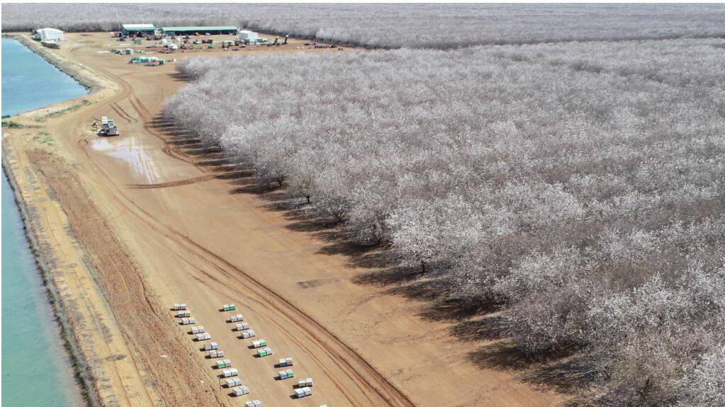 ON MARKET: The Mooral almond orchard at Hillston. Picture: Rural Funds Group