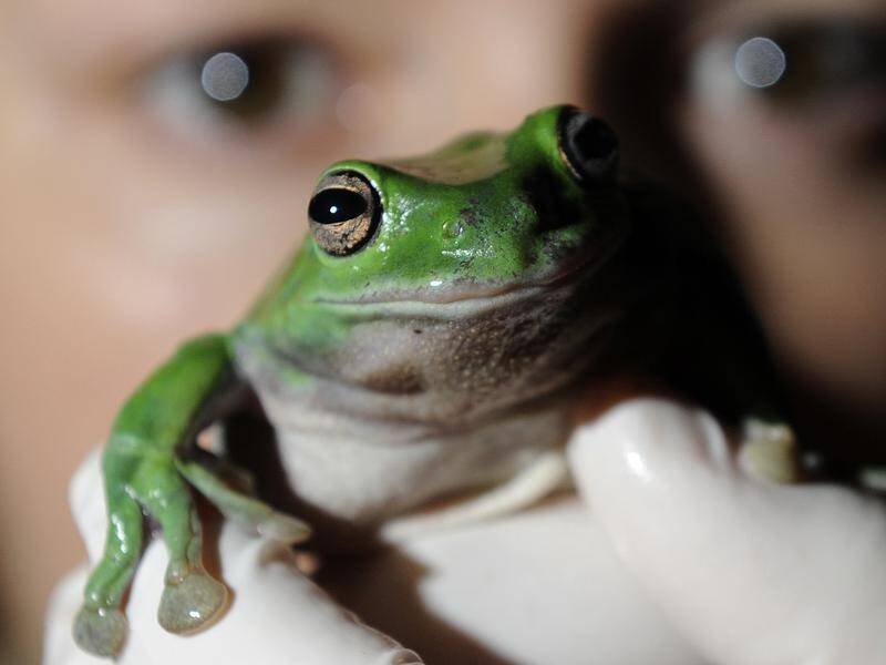 Expect to see more of these guys around Australian schools as part of a pond-building program.