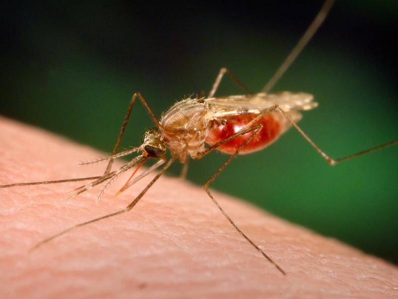 Bill Gates is backing gene editing to alter mosquito DNA in a bid to combat malaria.