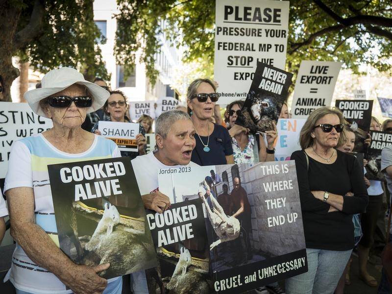 A former Liberal minister wants laws to ban live sheep exports after the death of 2,400 animals.