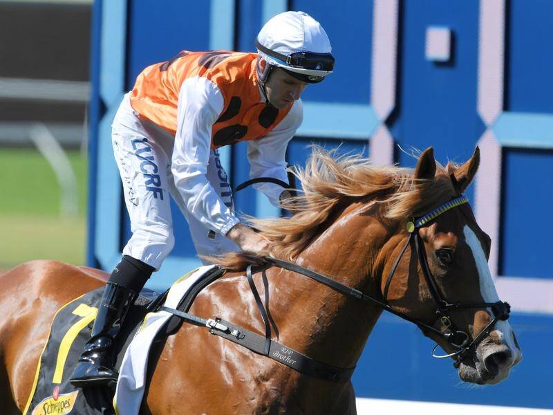 Standout will head to Rosehill hoping to replicate his Expressway Stakes effort from 12 months ago.